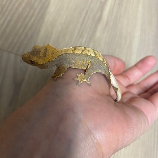 100%헷아잔틱