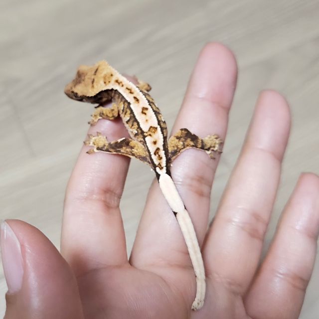 바브 텐저린