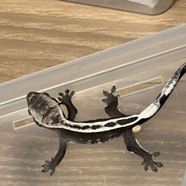 아잔틱