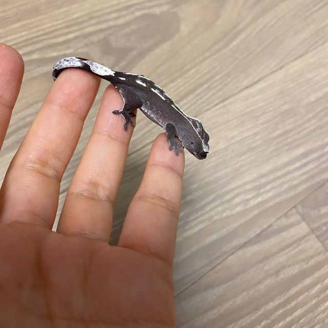 아잔틱