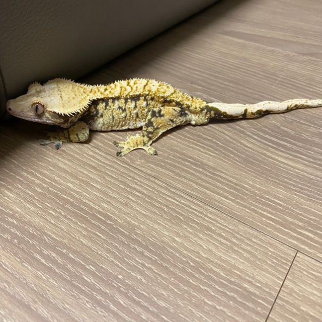 노멀