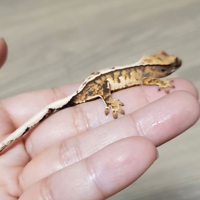 바브 텐저린