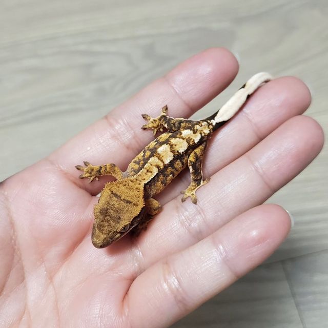 바브 텐저린