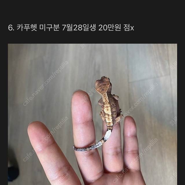 카푸치노