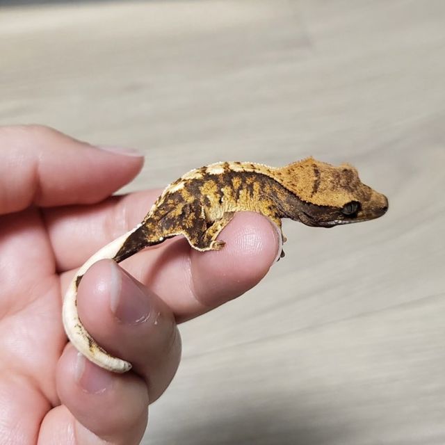 바브 텐저린