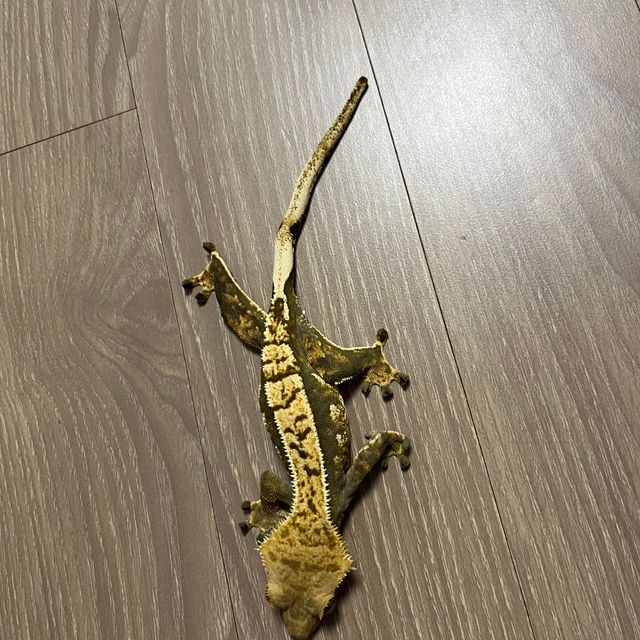 노멀