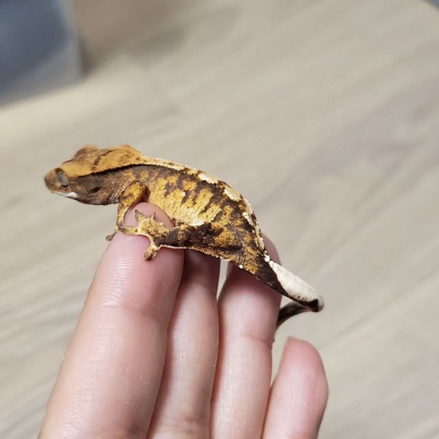 바브 텐저린