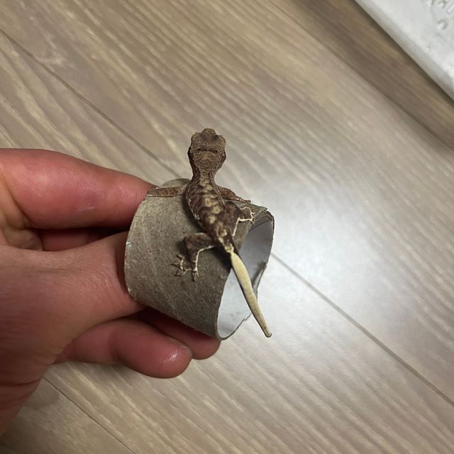 노멀
