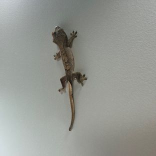 노멀