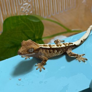 카푸X익할C2