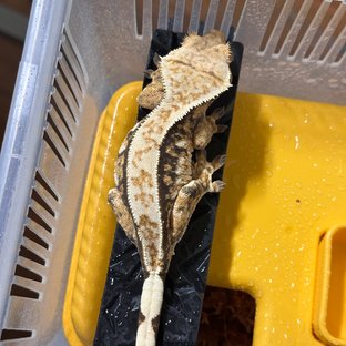 카레