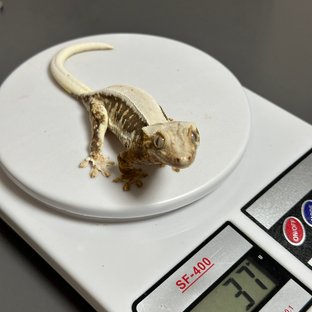제로