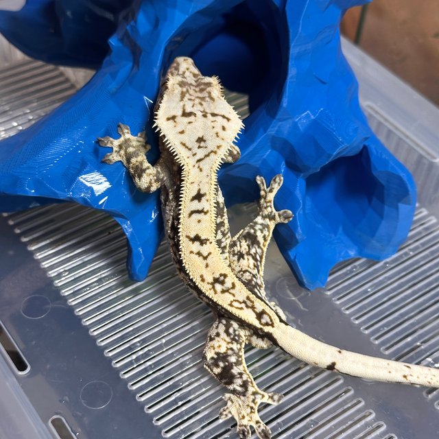 풀핀 화이트스팟 트라이 익스트림할리퀸