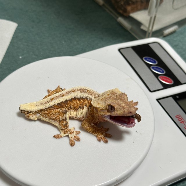 릴리화이트 레드 풀핀