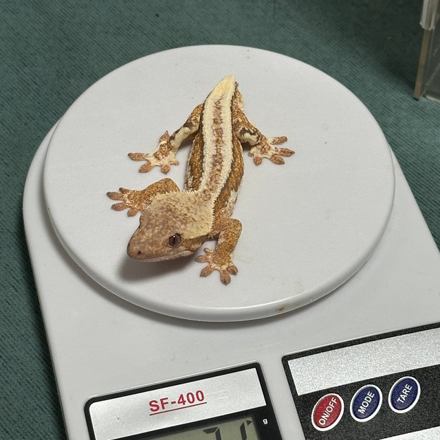 릴리화이트 레드 풀핀