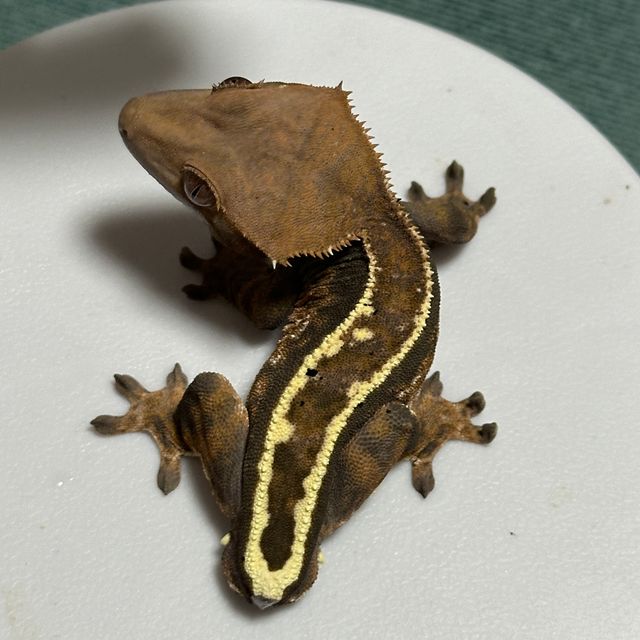 100%헷아잔틱 카푸치노 풀핀