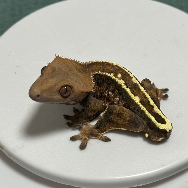 100%헷아잔틱 카푸치노 풀핀