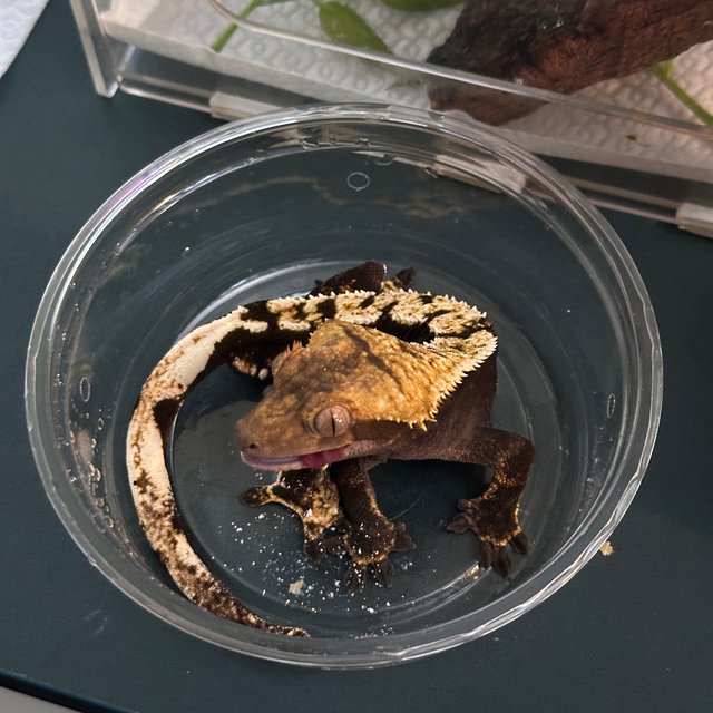 익스트림할리퀸 다크