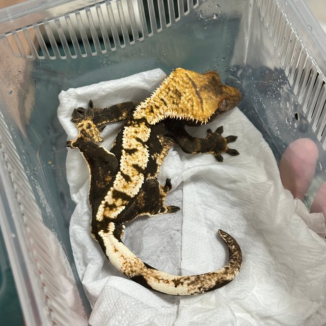 익스트림할리퀸 다크