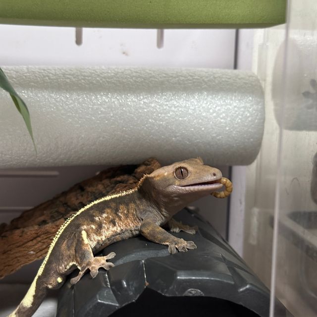 100%헷아잔틱 카푸치노 풀핀