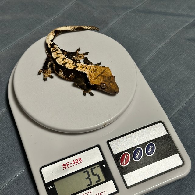 익스트림할리퀸 다크