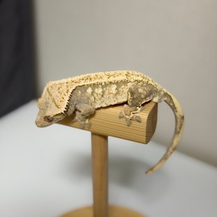 화이트스팟 드리피