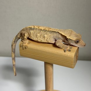 트라이 익스트림할리퀸