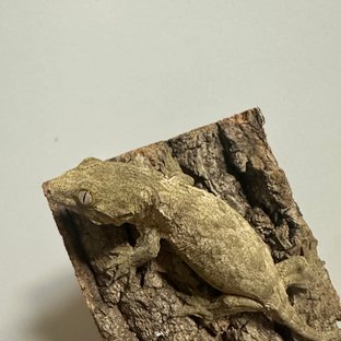 누아나 누아미 노멀