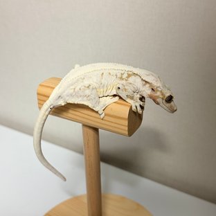 릴리화이트 솔리드백