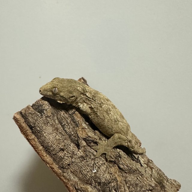 누아나 누아미 노멀