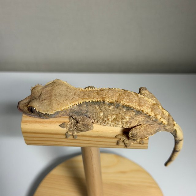 트라이 익스트림할리퀸