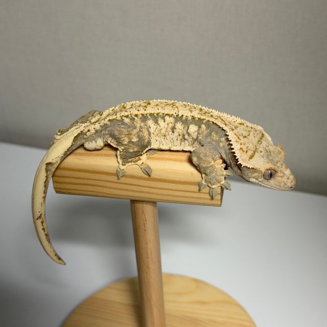 화이트스팟 드리피