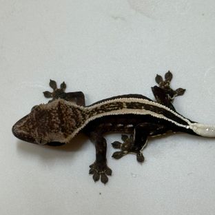 블랙탄x클레오