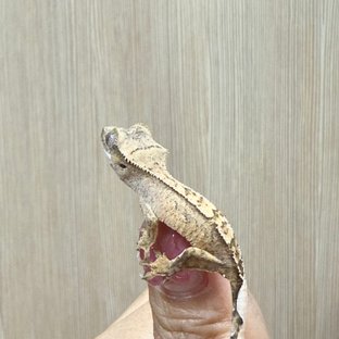 노멀 텐저린