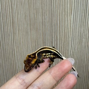 슈퍼스트라이프 블랙 오닉스 엠티백 풀핀 화이트핀