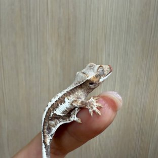 프라푸치노 텐저린