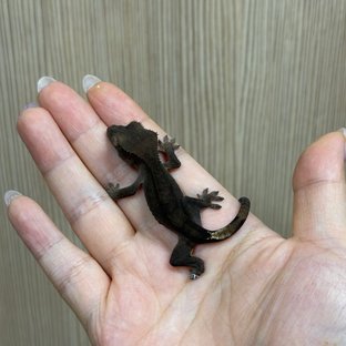 팬텀 챠콜 블랙 다크