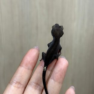 카푸치노 팬텀 챠콜 블랙