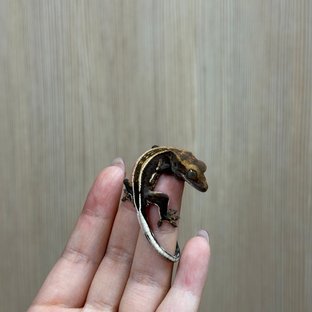 엠티백 슈퍼스트라이프 다크 오닉스