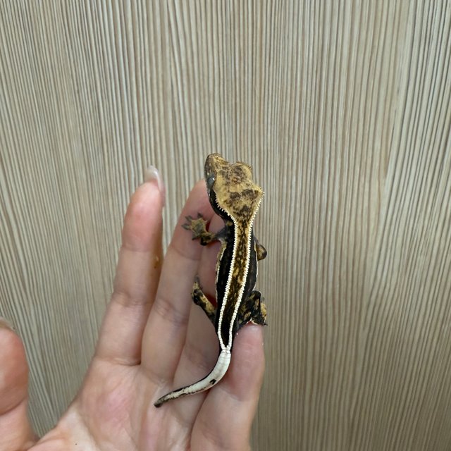 슈퍼스트라이프 풀핀 화이트핀 엠티백