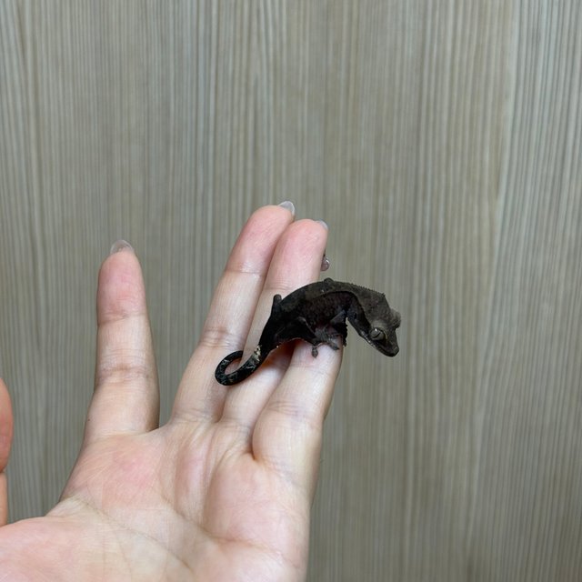 카푸치노 블랙 챠콜