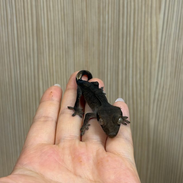 팬텀 챠콜 블랙 다크