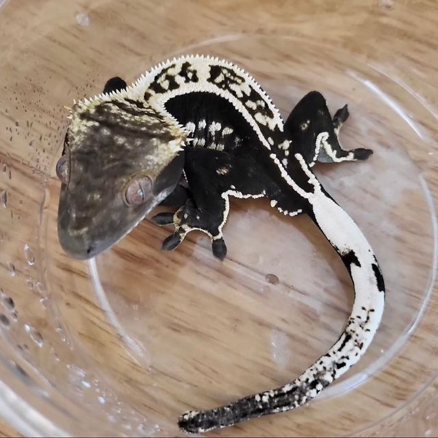 엠티백 블랙 오닉스