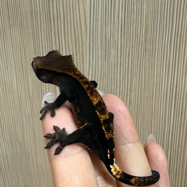 노멀 플레임 블랙 다크 챠콜