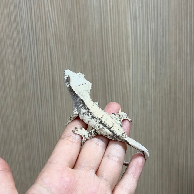 노멀 드리피 화이트포트홀 화이트