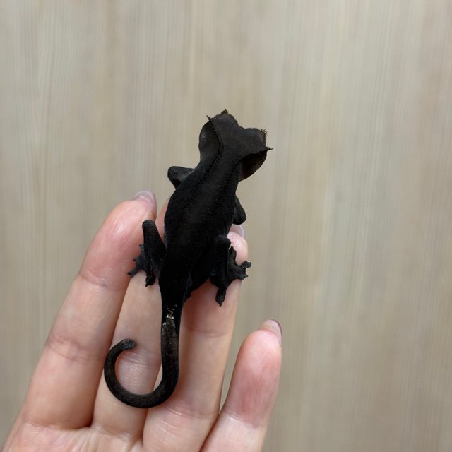 블랙 챠콜 팬텀 패턴리스