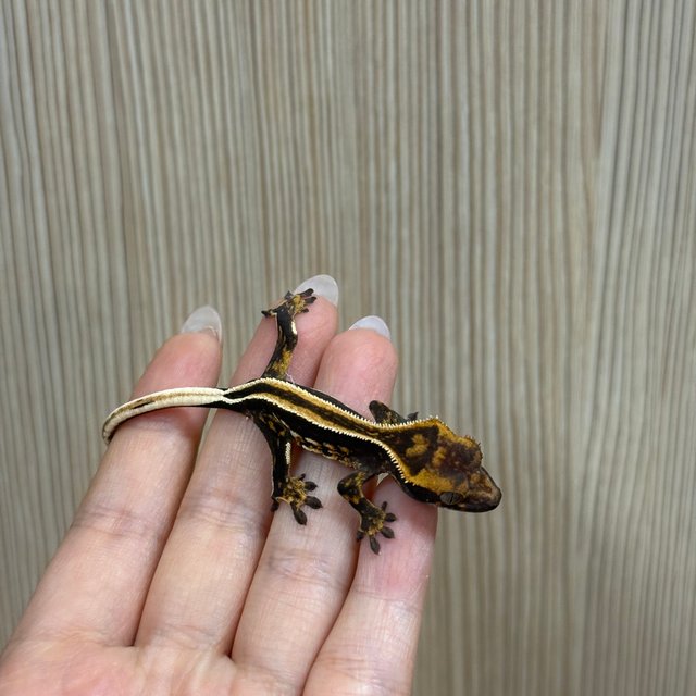 슈퍼스트라이프 블랙 오닉스 엠티백 풀핀 화이트핀