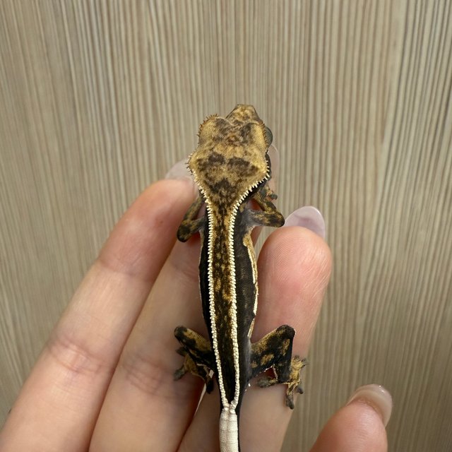 슈퍼스트라이프 풀핀 화이트핀 엠티백