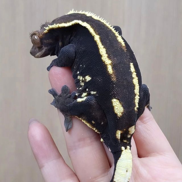 다크 카푸치노 블랙