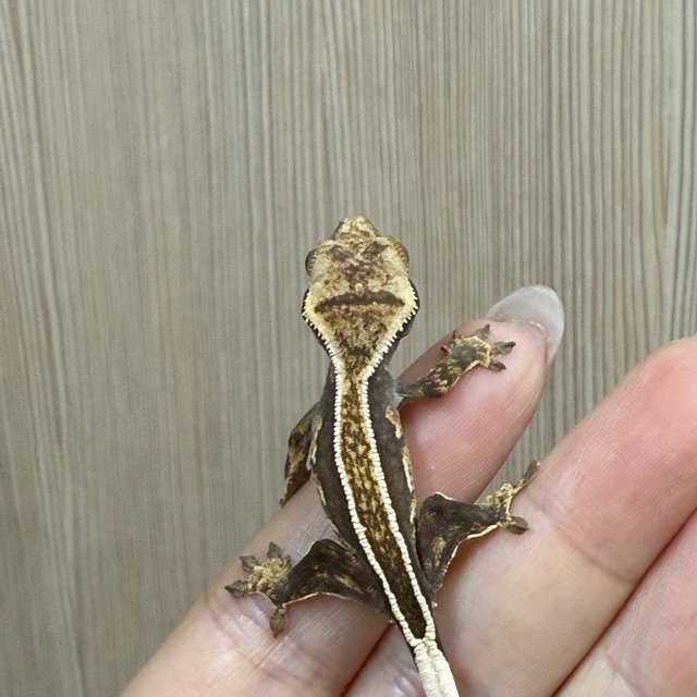 노멀 화이트핀 엠티백 풀핀 다크